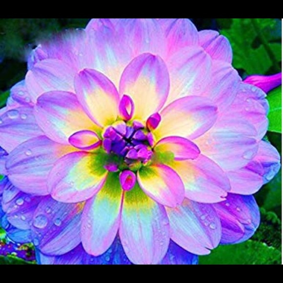 Meet your Posher, Nikki - Picture 1 of 1